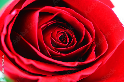 close up on red rose