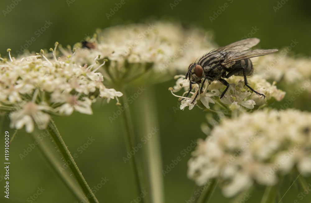 Fly on white flower in sunny day Fly on white flower in sunny day