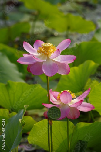 lotus