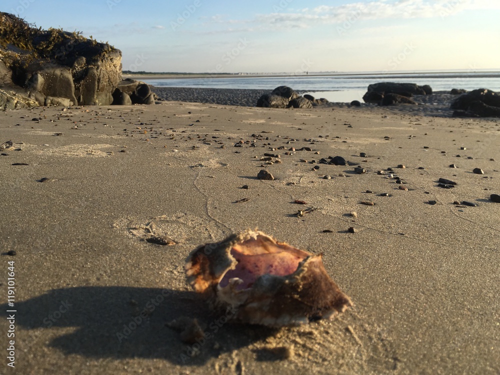 crab shell at low tide in ogunquit beach, Maine Stock Photo | Adobe Stock