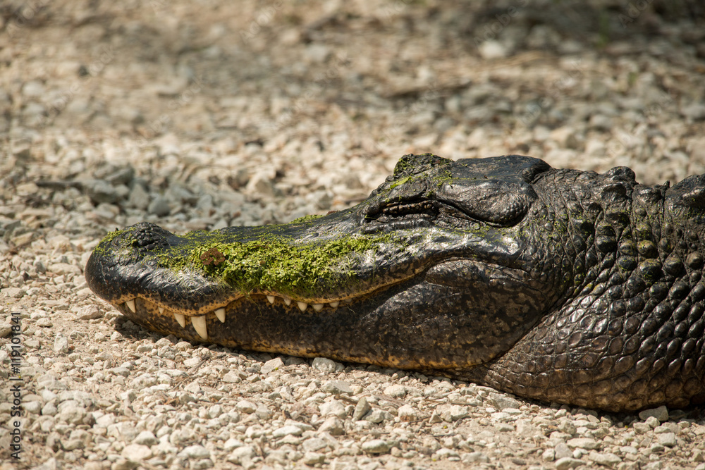 Fototapeta premium Sleeping Alligator at Brazos Bend State Park