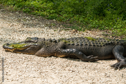 Sleeping Alligator at Brazos Bend State Park