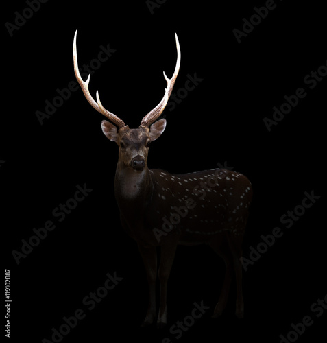 axis deer in the dark