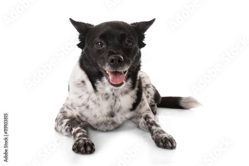 Fototapeta Naklejka Na Ścianę i Meble -  Close-up Of A Dog
