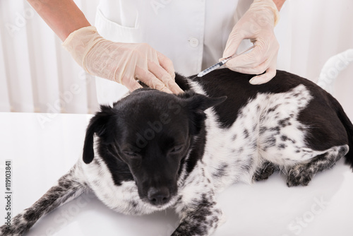 Vet Giving An Injection To Dog