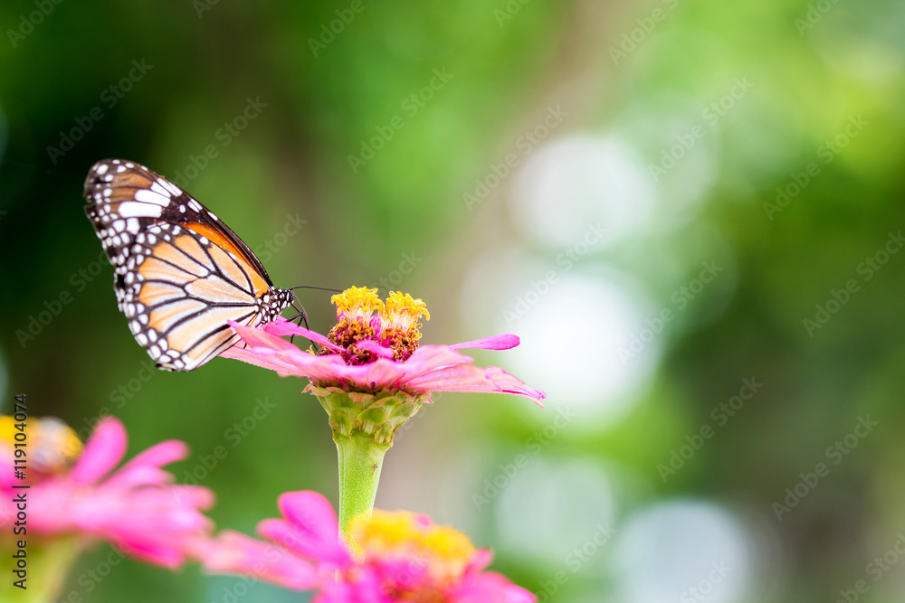 Obraz premium butterfly on flower