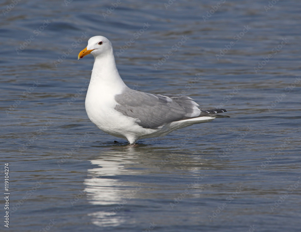 A Herring Gull (Larus smithsonianus) wading in the surf at a Tofino beach, located in British Columbia, Canada. A Herring Gull (Larus smithsonianus) wading in the surf at a Tofino beach, located in British Columbia, Canada.