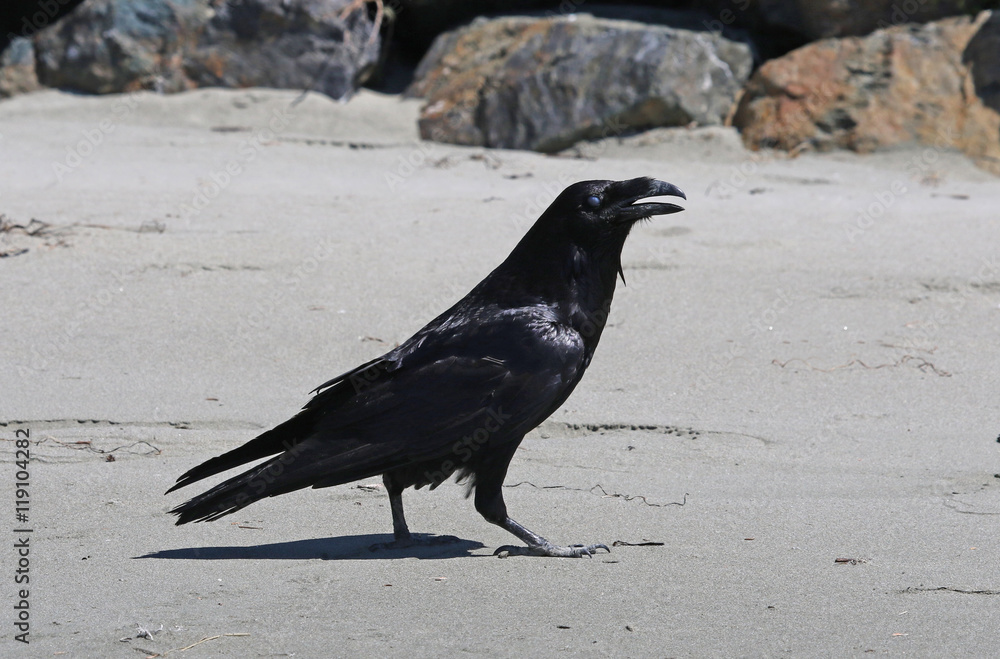 Fototapeta premium A Common Raven (corvus corax principalis) with it's eye closed on a beach in Tofino, British Columbia, Canada..
