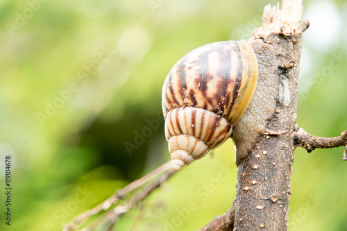  snail on tree branches.