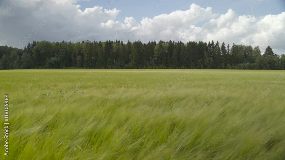 Beautiful landscape of the barley field seen the barleys waving on the wind trees on the back and the blue sky with white clouds Beautiful landscape of the barley field seen the barleys waving on the wind trees on the back and the blue sky with white clouds