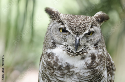 Close up portrait of an owl with blurry background