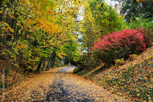 Road In Autumn