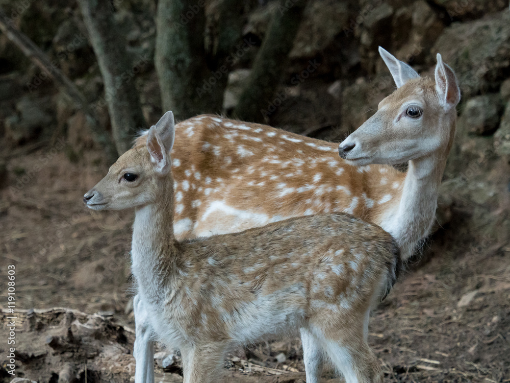 Two young Cervus dama deer