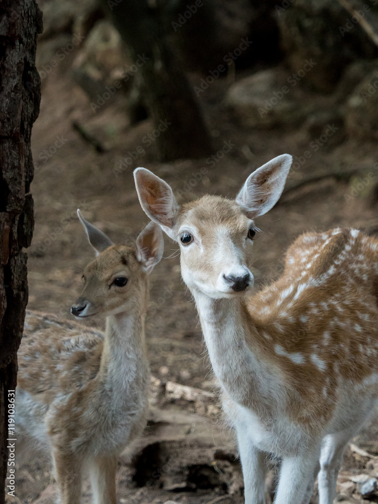 Two young Cervus dama deer