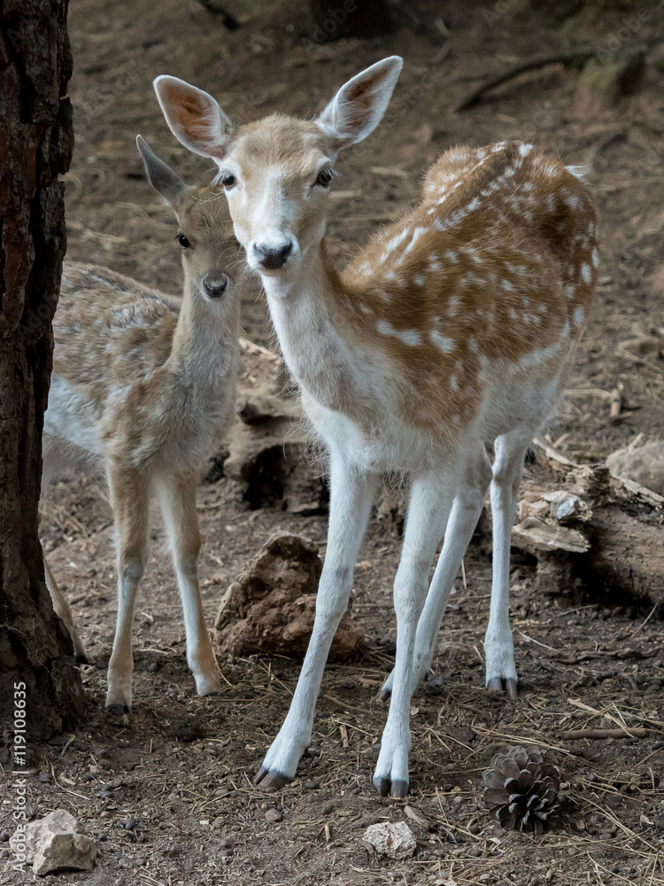 Two young Cervus dama fallow deer Two young Cervus dama fallow deer