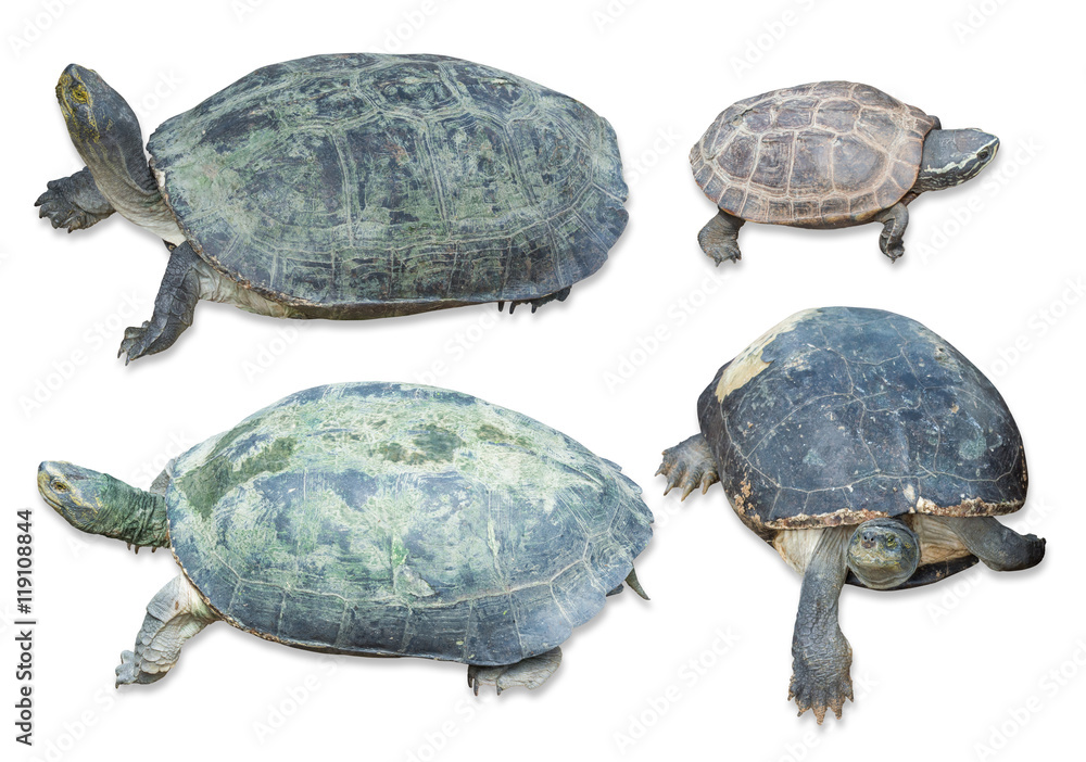 turtle collection set isolated on white background, Clipping pat turtle collection set isolated on white background, Clipping pat