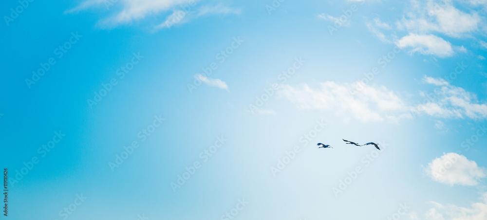 Fototapeta premium Cranes migrating over Gallocanta Lagoon in, Spain