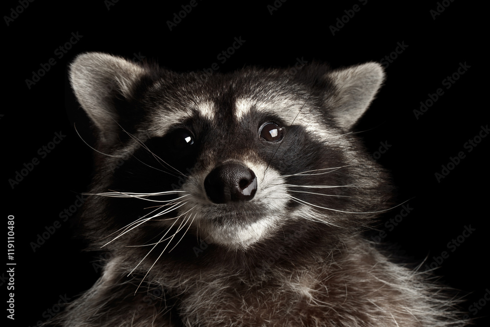 Closeup Portrait of Funny Raccoon Curious Looks in Dark isolated on Black Background, Front view, low key