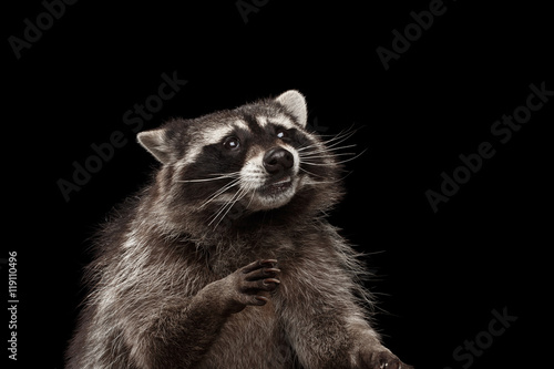 Closeup Portrait of Funny Raccoon Looks Curious Face isolated on Black Background, Raising up paws © seregraff