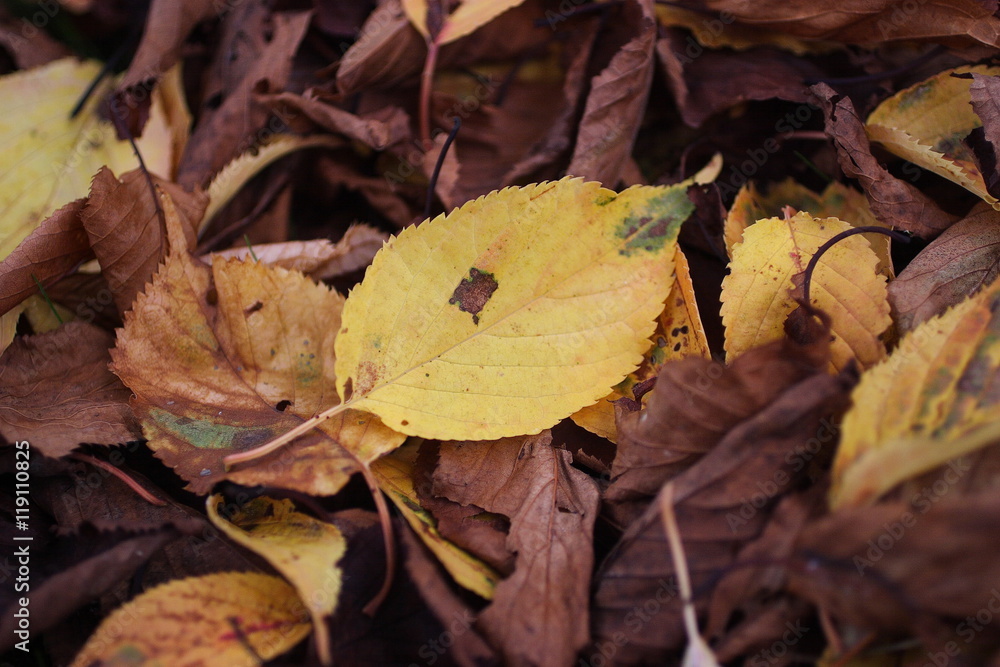 桜の木の落ち葉