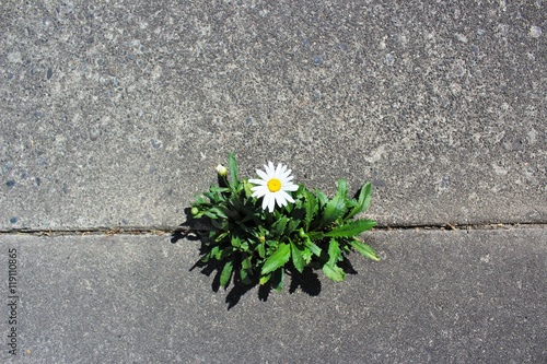 Fototapeta Naklejka Na Ścianę i Meble -  Beautiful and tough daisy grows in a crack in the pavement