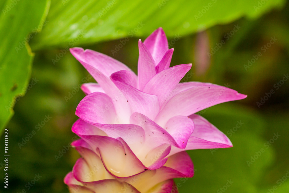 Fototapeta premium Flowers:Krajiao flower,Siam Tulip at Phichit thailand.