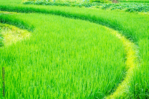 Curved grown rice