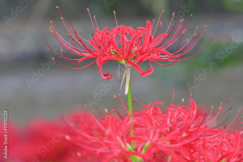 red spider lily of Japan