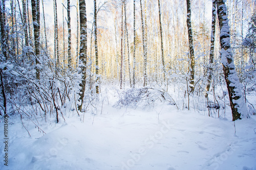 Trees in snow in the winter wood. Latvia. Europe.