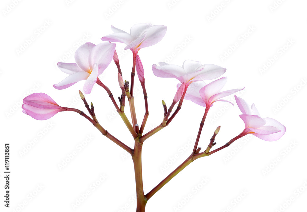 Obraz premium frangipani flowers