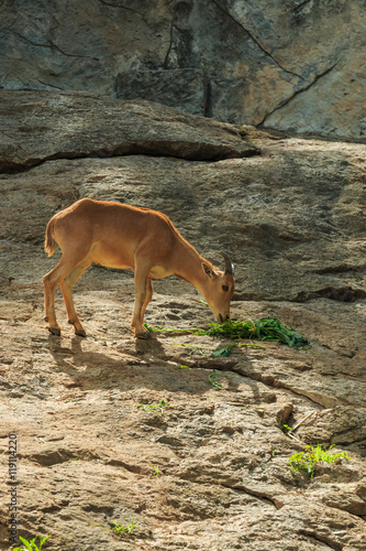 The mountain goats,The mountain goats in the zoo thailand.