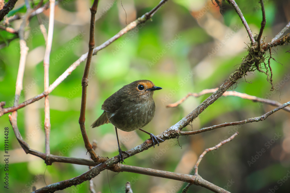 Bird(White-browed Shortwing ) White-browed Shortwing (females) in Doi Inthanon National Park. Thailand country Bird(White-browed Shortwing ) White-browed Shortwing (females) in Doi Inthanon National Park. Thailand country