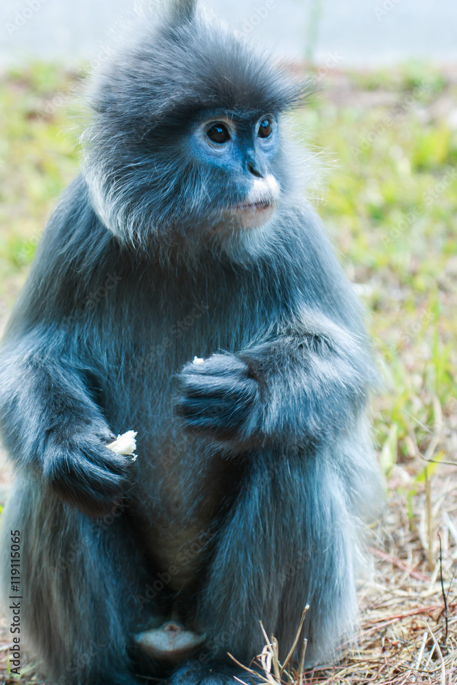 Obraz premium Monkey,monkey,animal.
