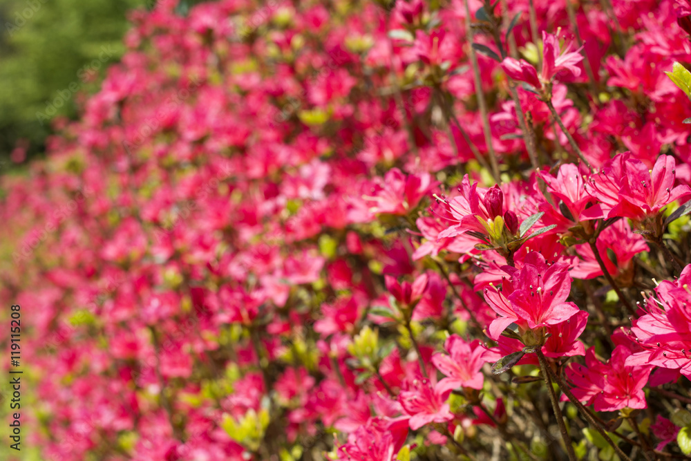 濃いピンクのクルメツツジの花