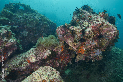 Fototapeta Naklejka Na Ścianę i Meble -  coral