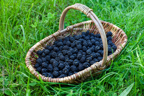 blackberries in basket on grass
