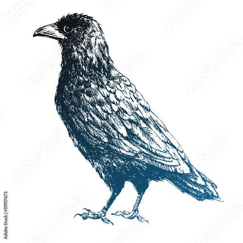 Beautiful vector raven