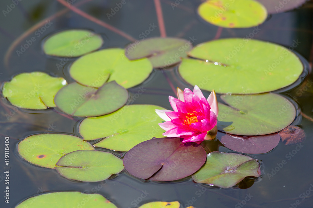 Waterlily in garden pond Waterlily in garden pond