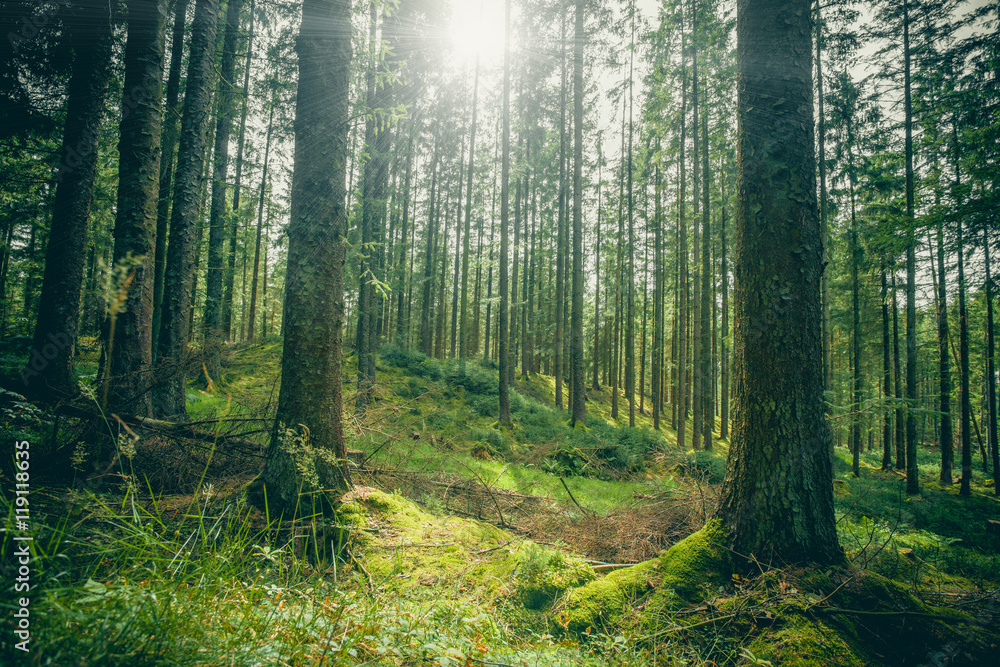Obraz premium Forest clearing in a green forest