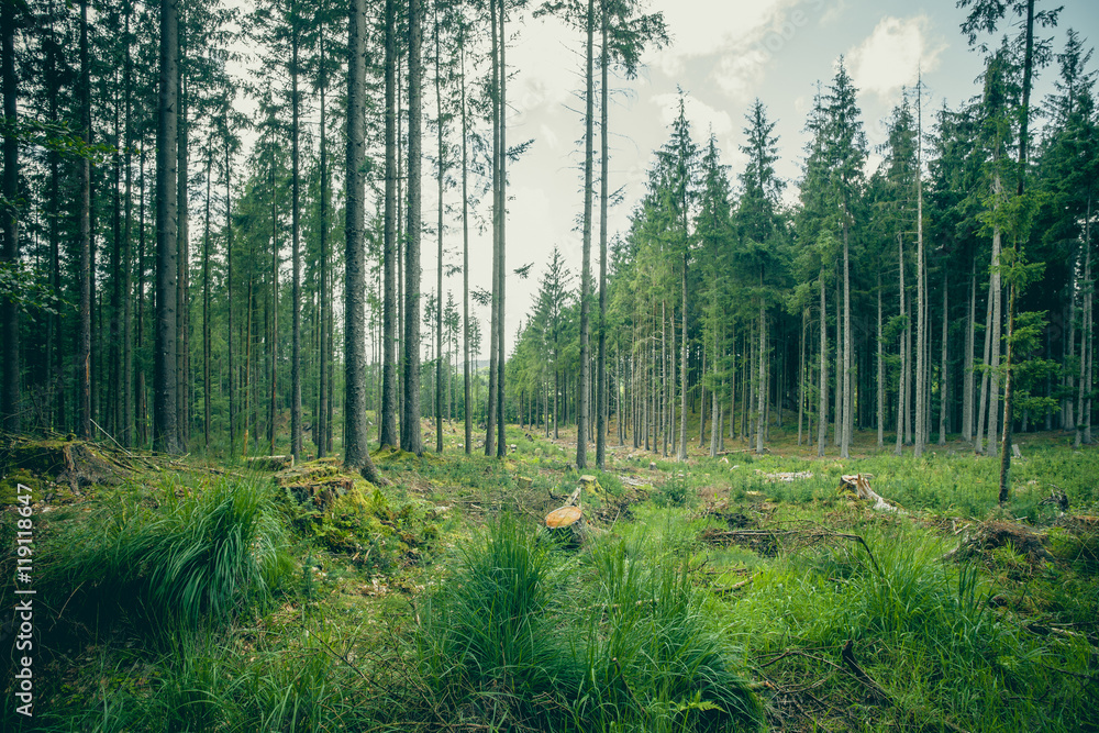 Fototapeta premium Green grass and tall trees in a forest