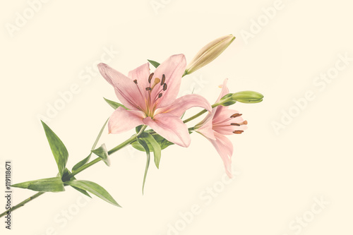 Fototapeta Naklejka Na Ścianę i Meble -  Lily flower