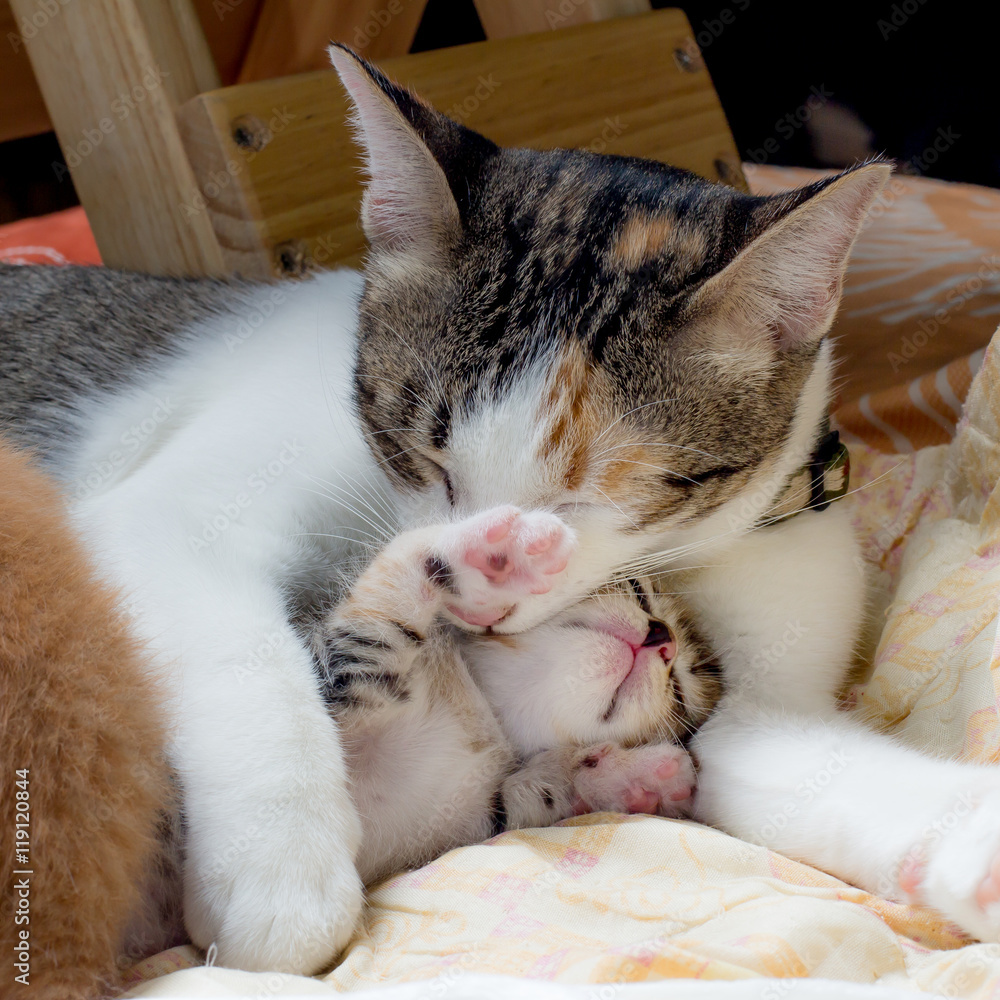 Kittens with hug of mother