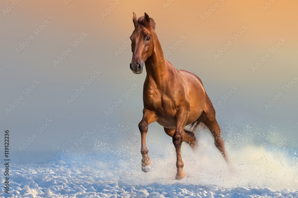 Obraz premium Beautiful white pony run in snow at sunset light