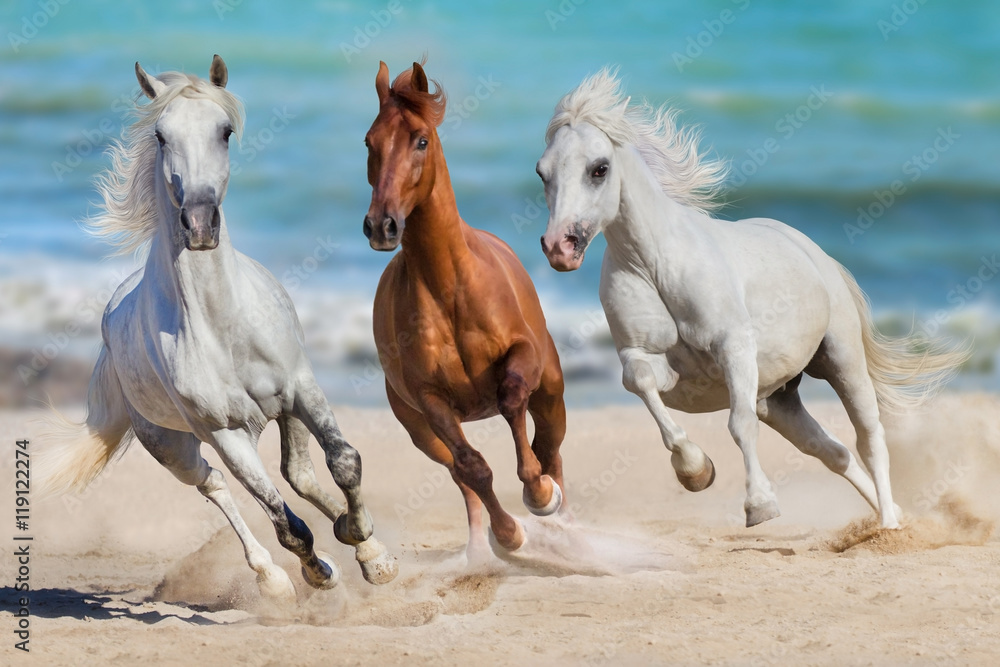 Fototapeta Stado koni biegnie galopem nad morzem