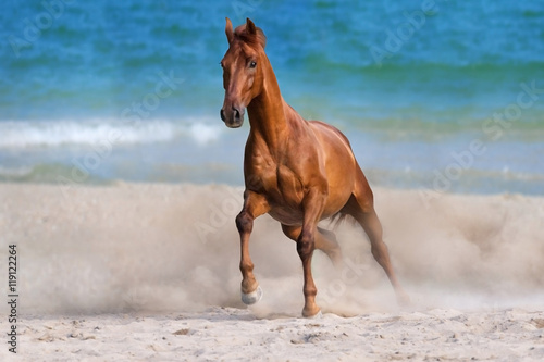 Horse  run gallop on seashore