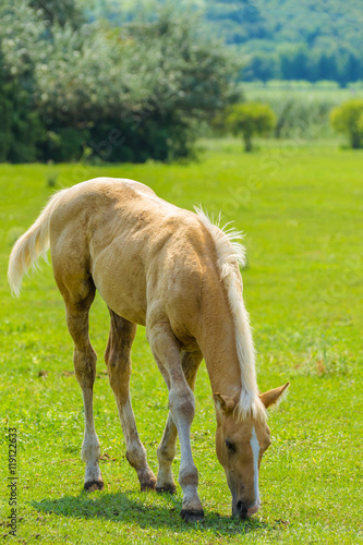 Young Tawny Horse Grazing on The Field