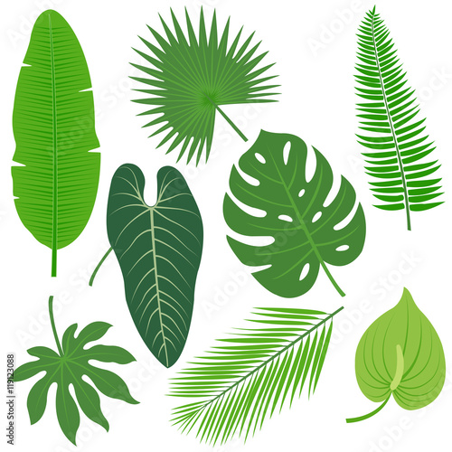 Tropical plant leaves. Vector illustration collection.