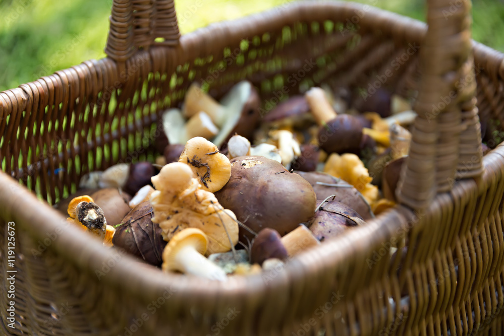 mushrooms in the basket