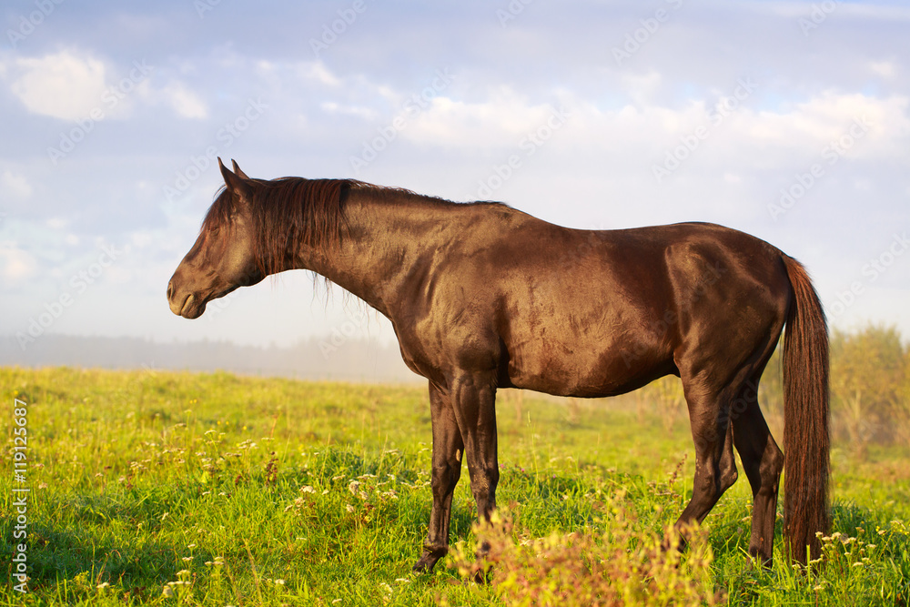 Trakehner black stallion StockFoto Adobe Stock