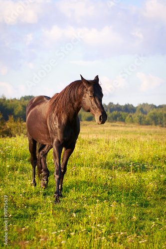 Trakehner black stallion
